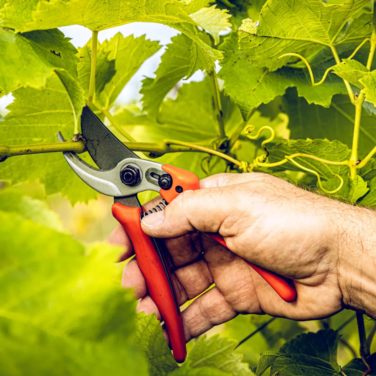 Tijeras de jardinería Löwe 14.104 Economic Clean Cut