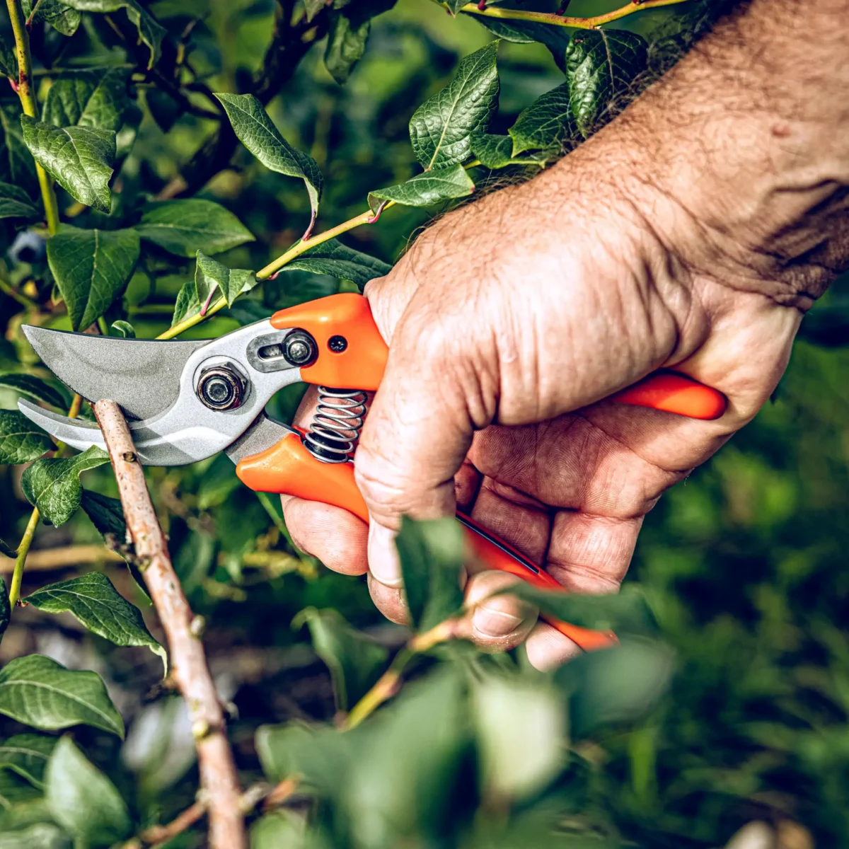 Tijeras de jardinería Löwe 14.107 Economic Clean Cut para manos pequeñas