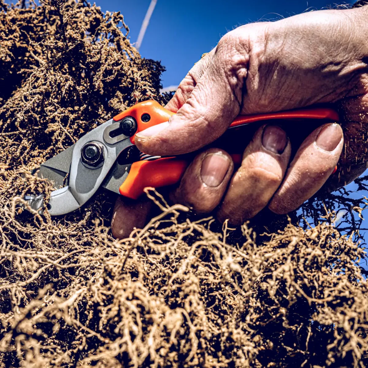 Tijera de podar original Löwe 15 para mujer