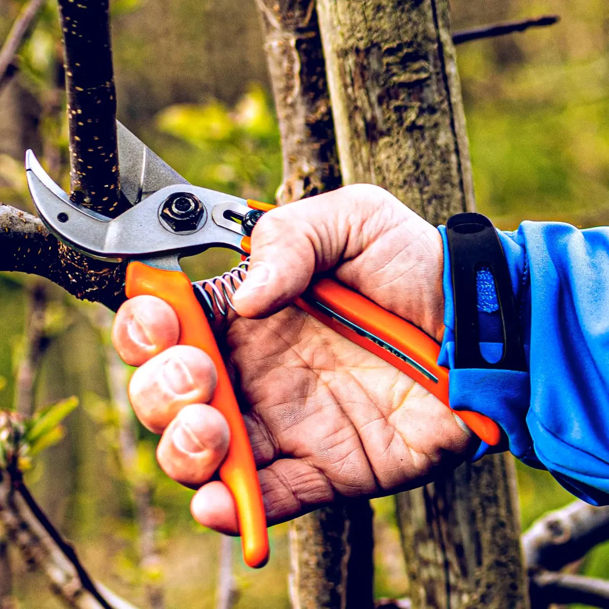 Tijera de podar original Löwe 15 para mujer